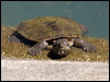 saw_shelled_turtle_156657