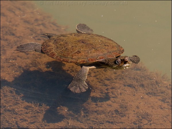 Saw-shelled Turtle saw_shelled_turtle_156633.psd