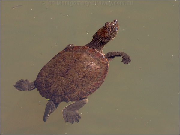 Saw-shelled Turtle saw_shelled_turtle_156647.psd