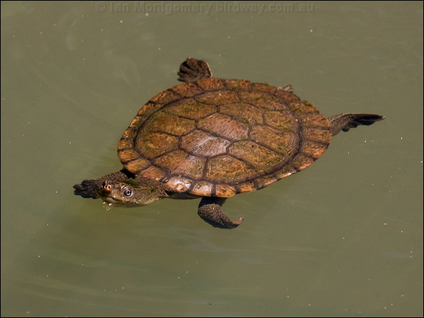 Saw-shelled Turtle saw_shelled_turtle_156653.psd
