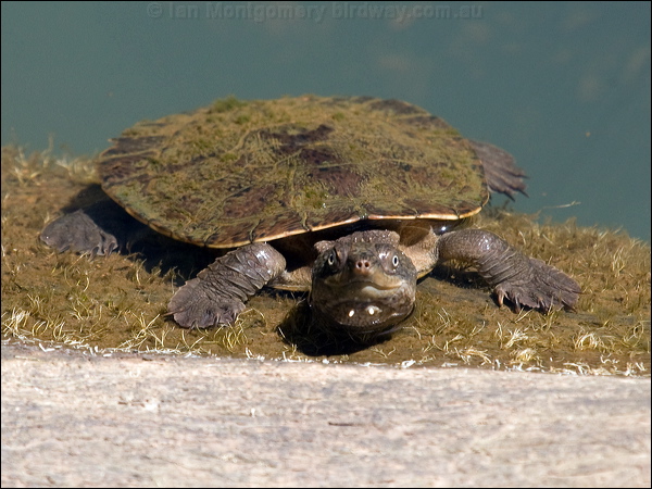 Saw-shelled Turtle saw_shelled_turtle_156657.psd