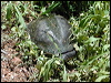 snake_necked_turtle_08465