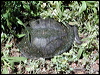 Click here to enter gallery and see photos/pictures/images of Snake-necked Turtle