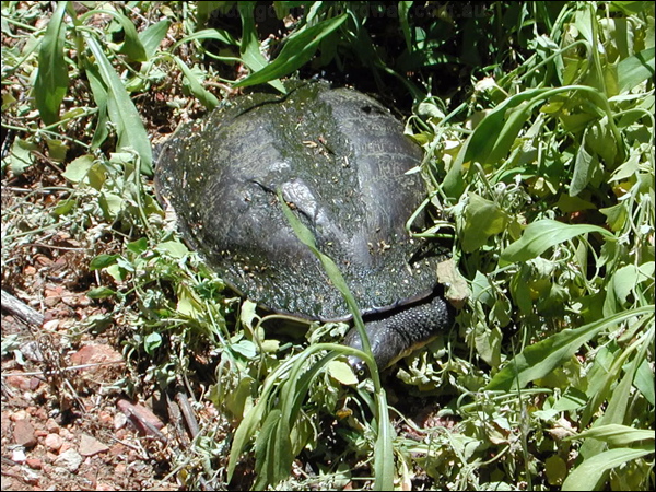Snake-necked Turtle snake_necked_turtle_08465.psd