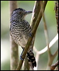 barred_antshrike_20798