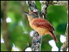 barred_antshrike_20872