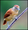 barred_antshrike_20962