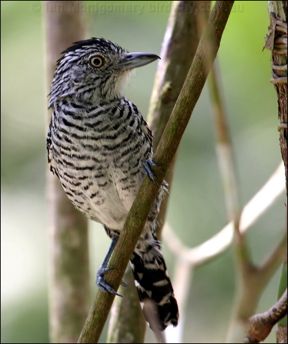 Barred Antshrike barred_antshrike_20798.psd