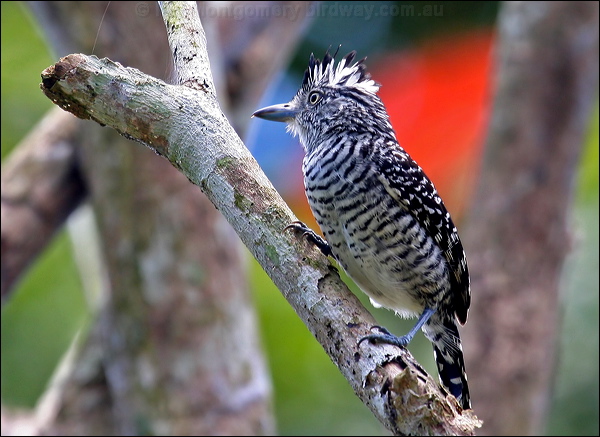 Barred Antshrike barred_antshrike_20805.psd
