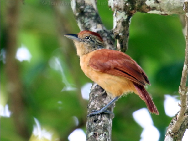 Barred Antshrike barred_antshrike_20872.psd