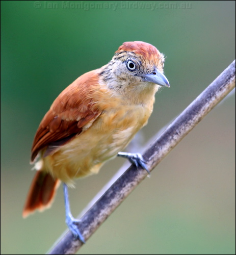 Barred Antshrike barred_antshrike_20962.psd