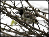 Clickable thumbnail to enter photo gallery of Collared Antshrike