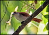 great_antshrike_22397
