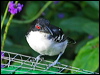 great_antshrike_23828