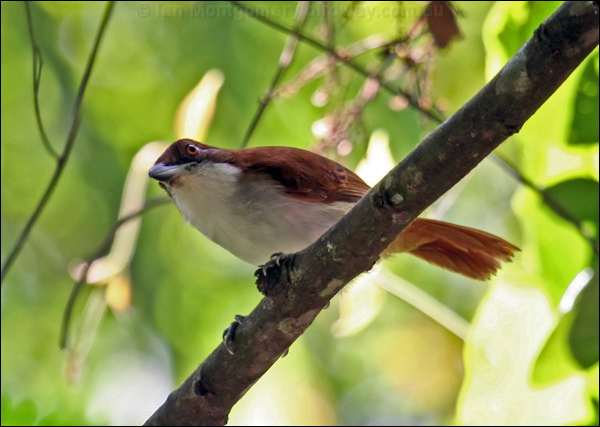 Great Antshrike great_antshrike_22397.psd