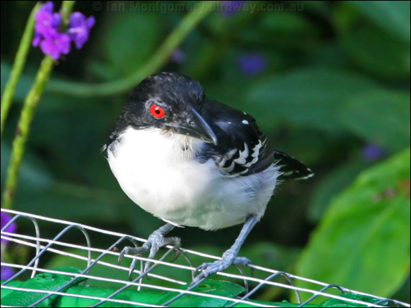 Great Antshrike great_antshrike_23828.psd