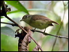 plain_antvireo_21494