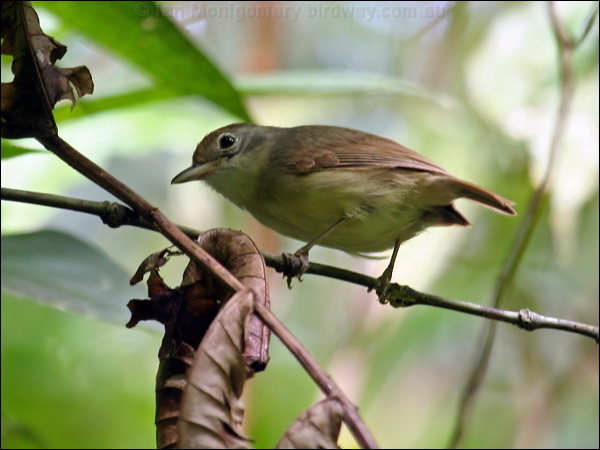 Plain Antvireo plain_antvireo_21494.psd