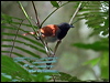 whitebellied_antbird_24170