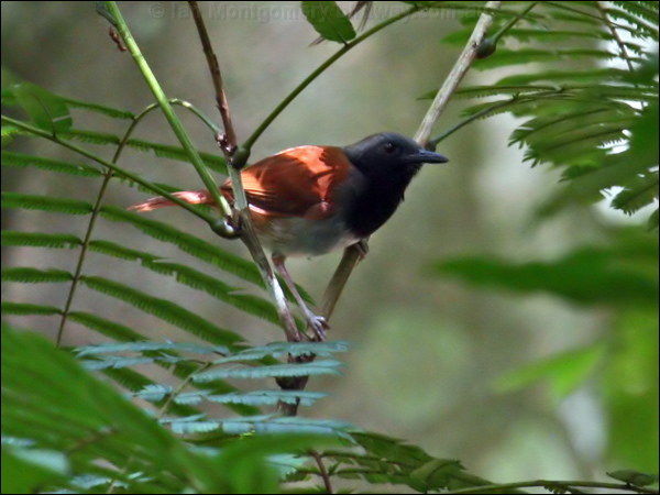 White-bellied Antbird whitebellied_antbird_24170.psd