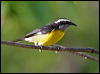 bananaquit_21103