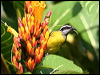 bananaquit_22342