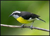 Click here to enter gallery and see photos/pictures/images of Bananaquit