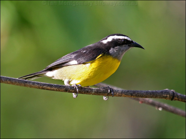 Banaquit bananaquit_21103.psd