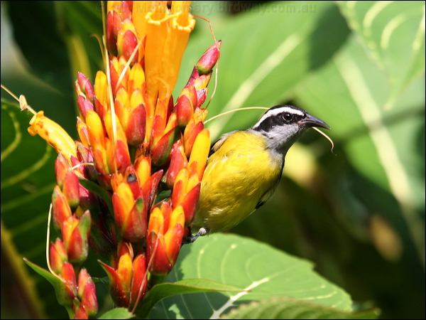 Banaquit bananaquit_22342.psd