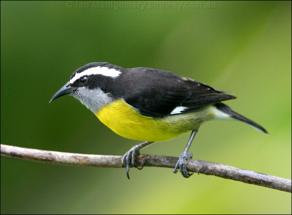 Banaquit bananaquit_24437.psd