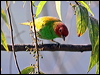 Click here to enter gallery and see photos/pictures/images of Bay-headed Tanager