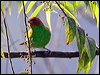 bay_headed_tanager_24207