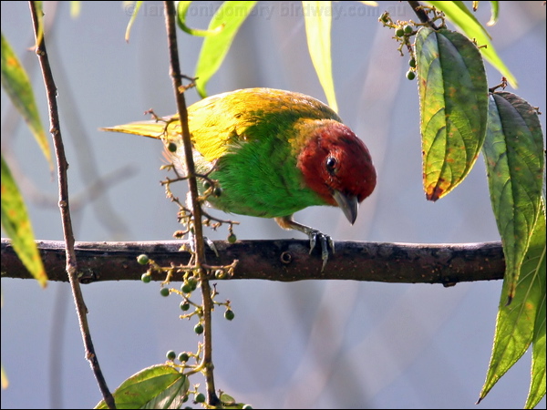 Bay-headed Tanager bay_headed_tanager_24204.psd
