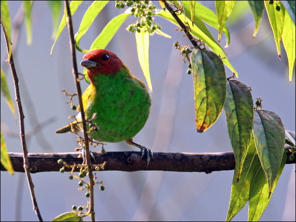 Bay-headed Tanager bay_headed_tanager_24207.psd