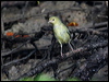 Click here to enter gallery and see photos/pictures/images of Bicolored Conebill