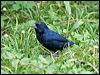 Click here to enter gallery and see photos/pictures/images of Blue-black Grassquit