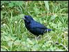 blue_black_grassquit_20821