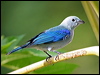 blue_gray_tanager_21096