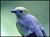 Click here to enter gallery and see photos/pictures/images of Blue-grey Tanager