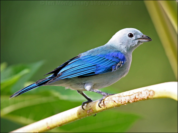 Blue-grey Tanager blue_gray_tanager_21096.psd
