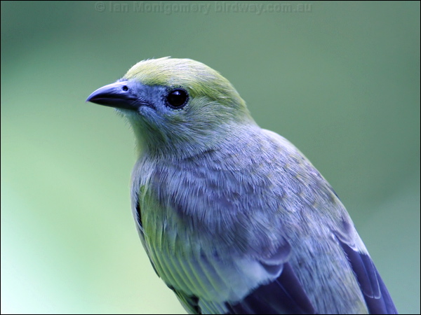 Blue-grey Tanager blue_gray_tanager_22087.psd