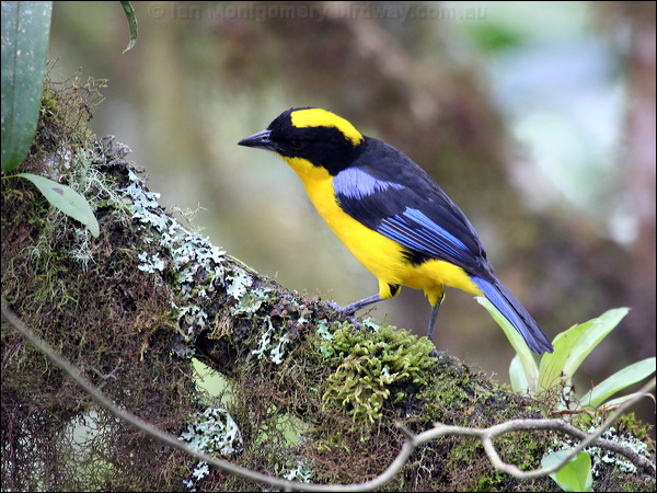 Blue-winged Mountain Tanager blue_wing_mt_tanager_24499.psd