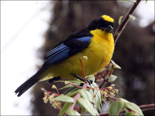 Blue-winged Mountain Tanager blue_wing_mt_tanager_24836.psd