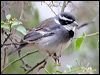Click here to enter gallery and see photos/pictures/images of Collared Warbling Finch