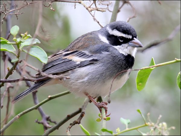 Collared Warbling Finch collaredwarblingfinch_27531.psd