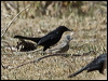 Click here to enter gallery and see photos/pictures/images of Common Diuca Finch