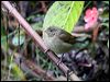 Click here to enter gallery and see photos/pictures/images of Dull-colored Grassquit