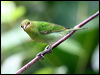 green_honeycreeper_21828