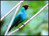 green_honeycreeper_22135