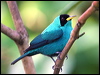 green_honeycreeper_22546
